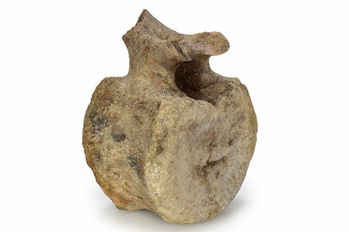 Hadrosaur (Edmontosaurus) Caudal Vertebra - Wyoming #356947